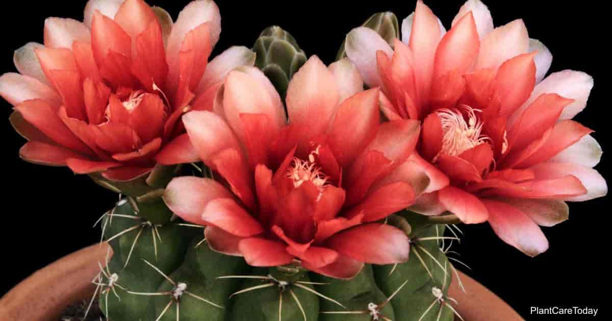 Gymnocalycium Cactus