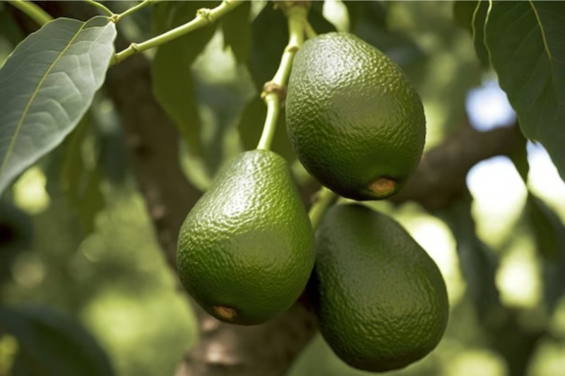 If Youre All Set To Embark On Your Cold Hardy Avocado Tree Planting